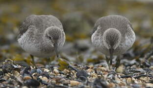 Red Knot