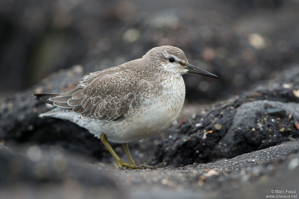 Bécasseau maubècheimmature, identification