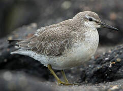 Red Knot