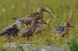 Red Knot