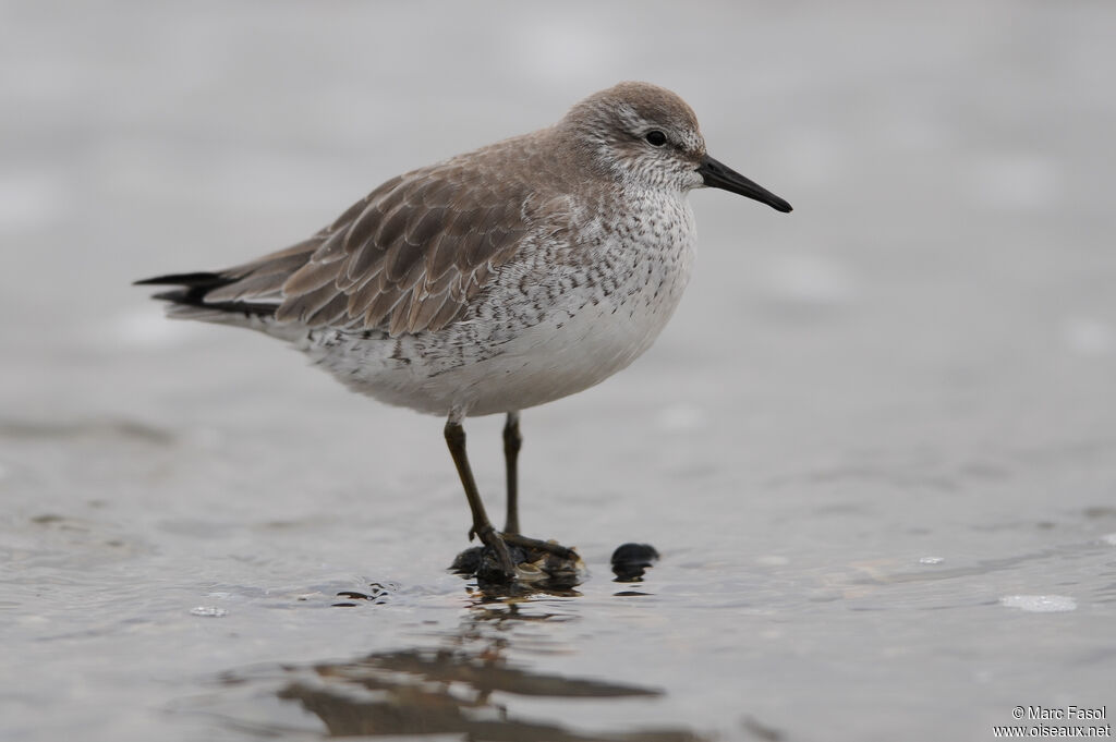 Red Knotadult post breeding, identification