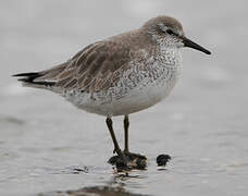 Red Knot