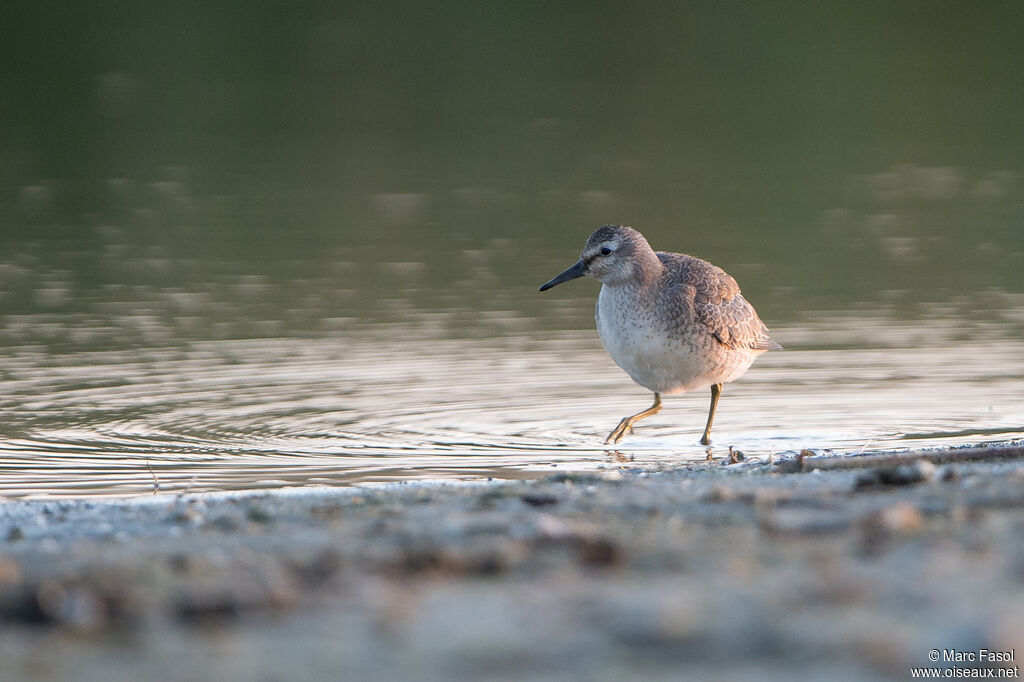 Red Knot, identification, walking