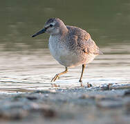 Red Knot