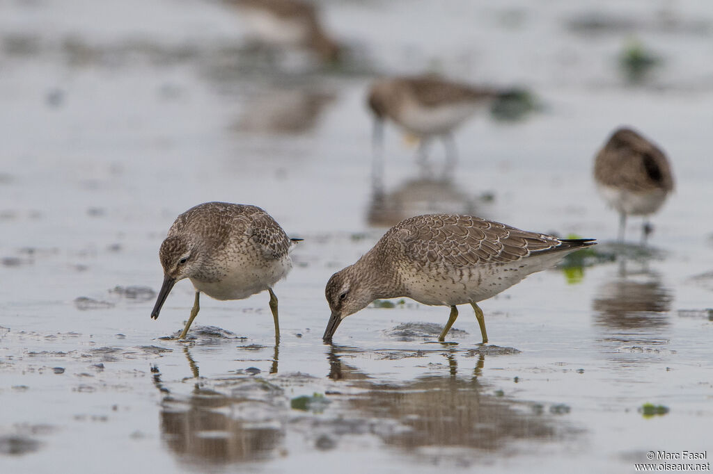 Bécasseau maubèchejuvénile, identification, régime, mange