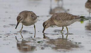 Red Knot