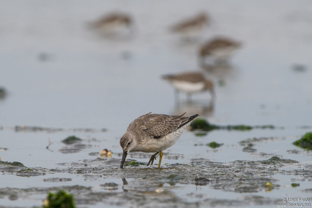 Bécasseau maubèchejuvénile, identification