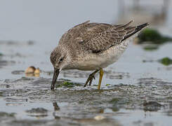 Red Knot