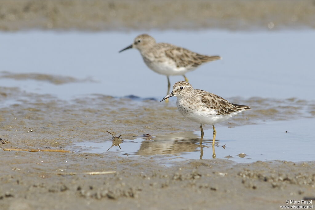 Least Sandpiperadult post breeding, identification