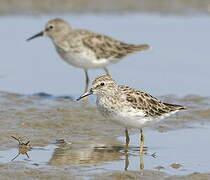 Least Sandpiper