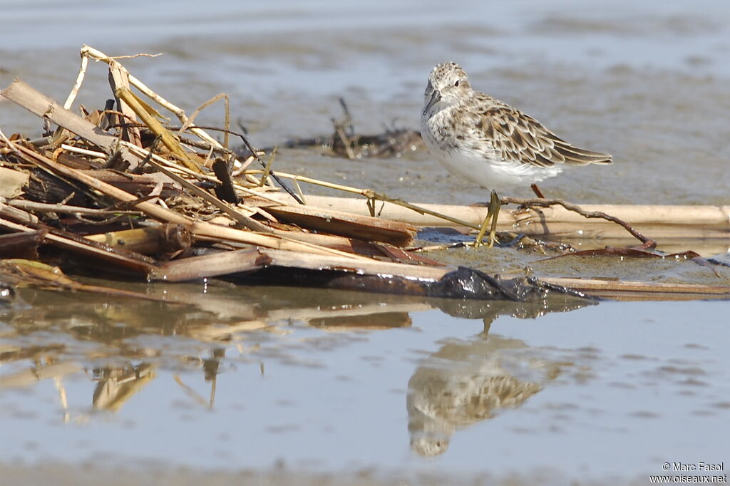 Least Sandpiperadult post breeding, identification