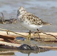 Least Sandpiper