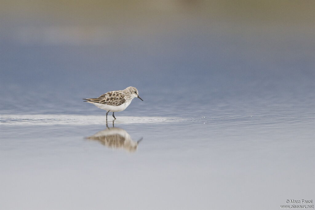 Little Stintadult post breeding, identification