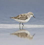 Little Stint