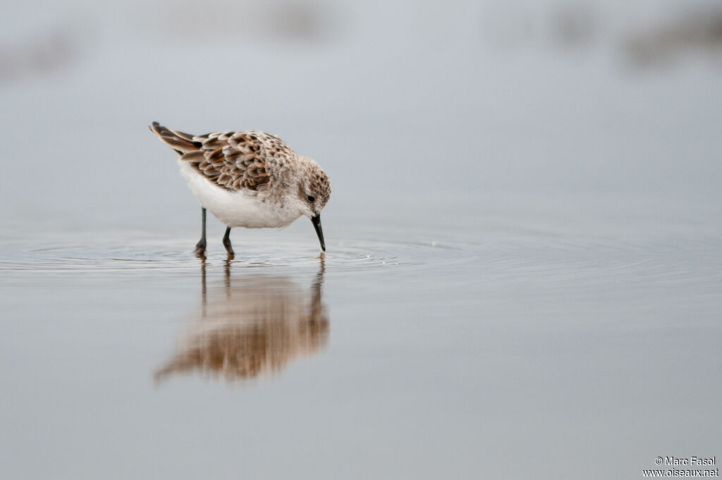 Little Stintadult breeding, walking, eats