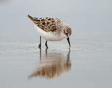 Little Stint