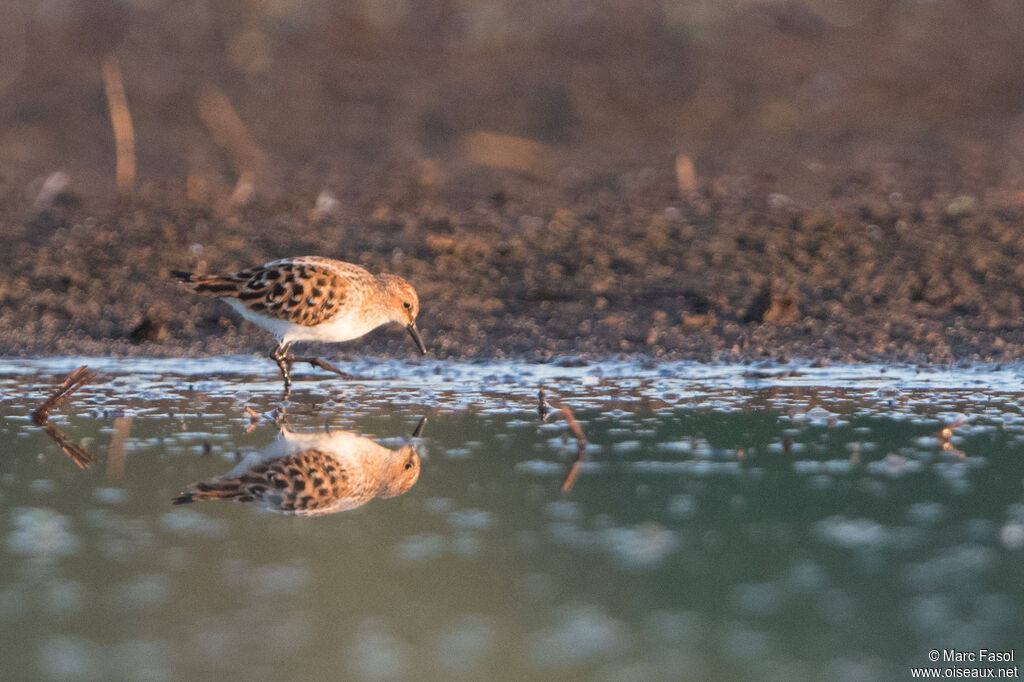 Little Stintadult breeding, walking