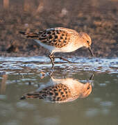 Little Stint