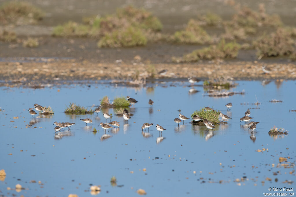 Little Stint
