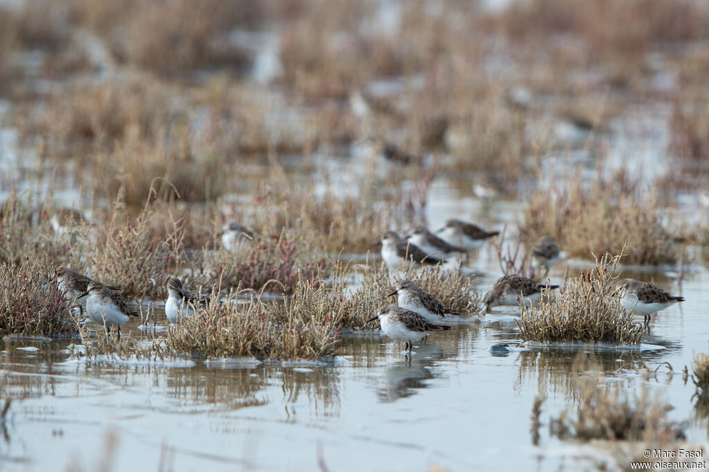 Bécasseau minute, habitat