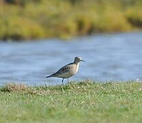 Buff-breasted Sandpiper