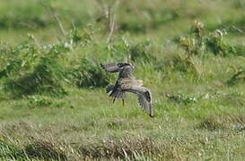 Buff-breasted Sandpiper