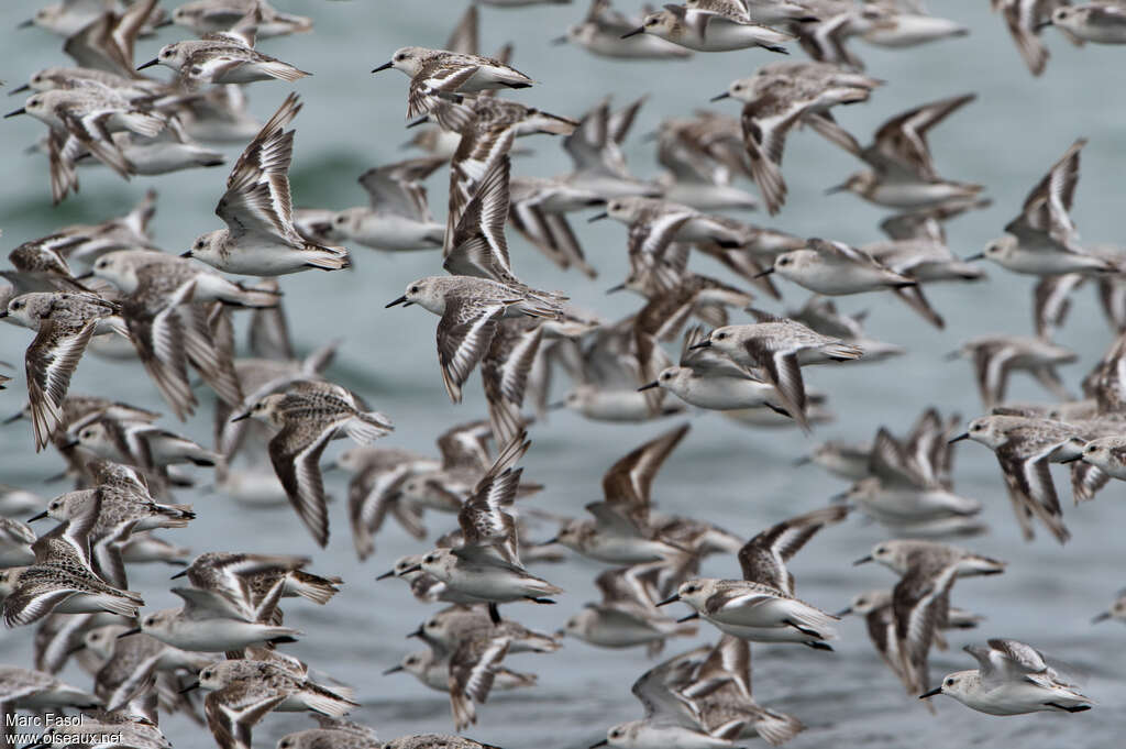 Sanderling, Flight