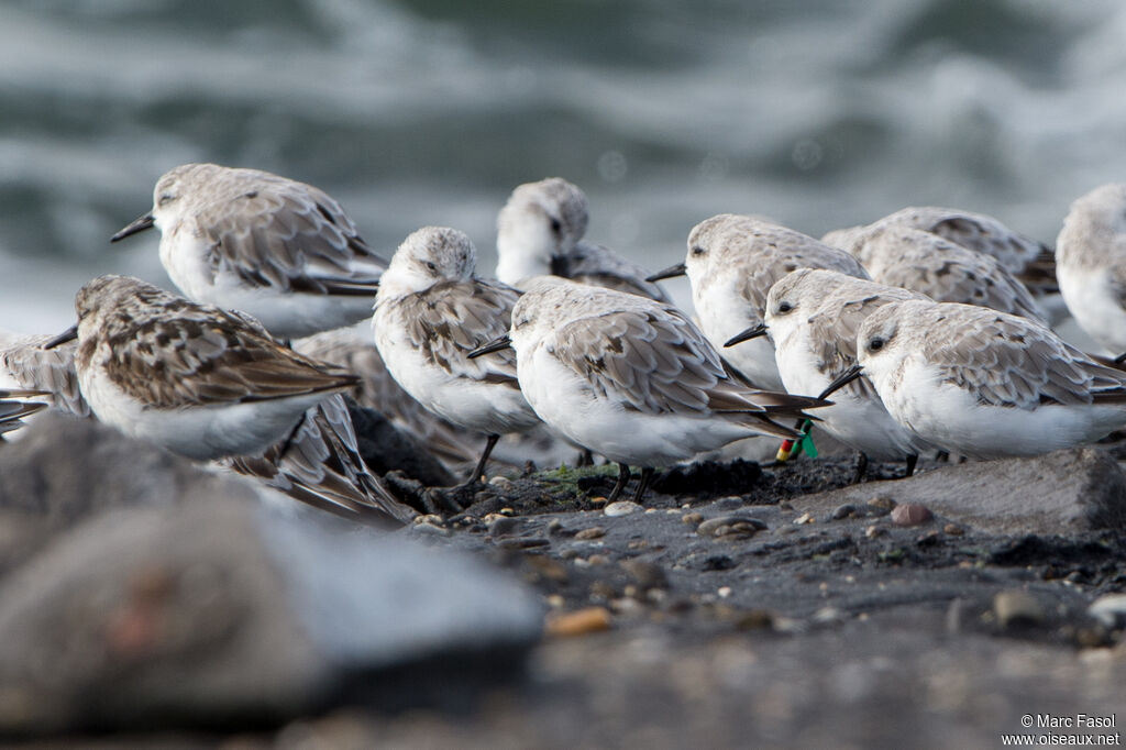 Bécasseau sanderling