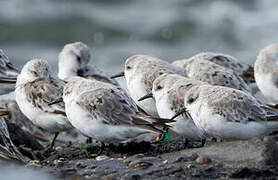 Sanderling