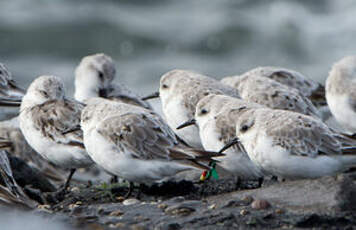 Bécasseau sanderling