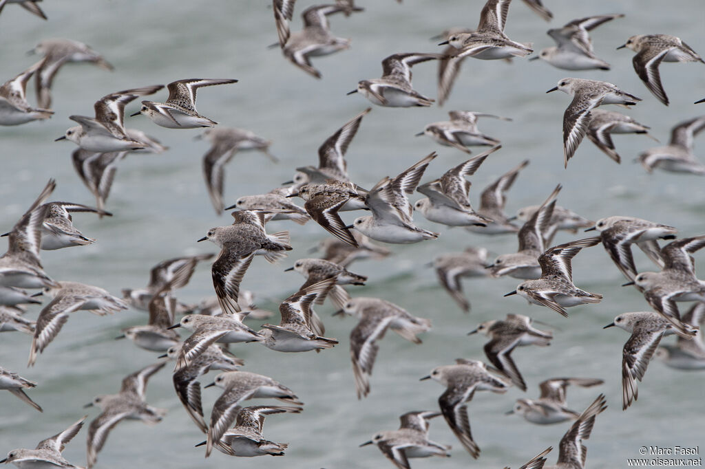 Bécasseau sanderling, Vol