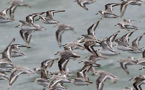 Sanderling