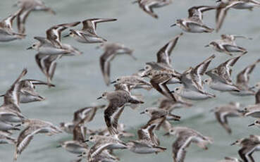 Bécasseau sanderling