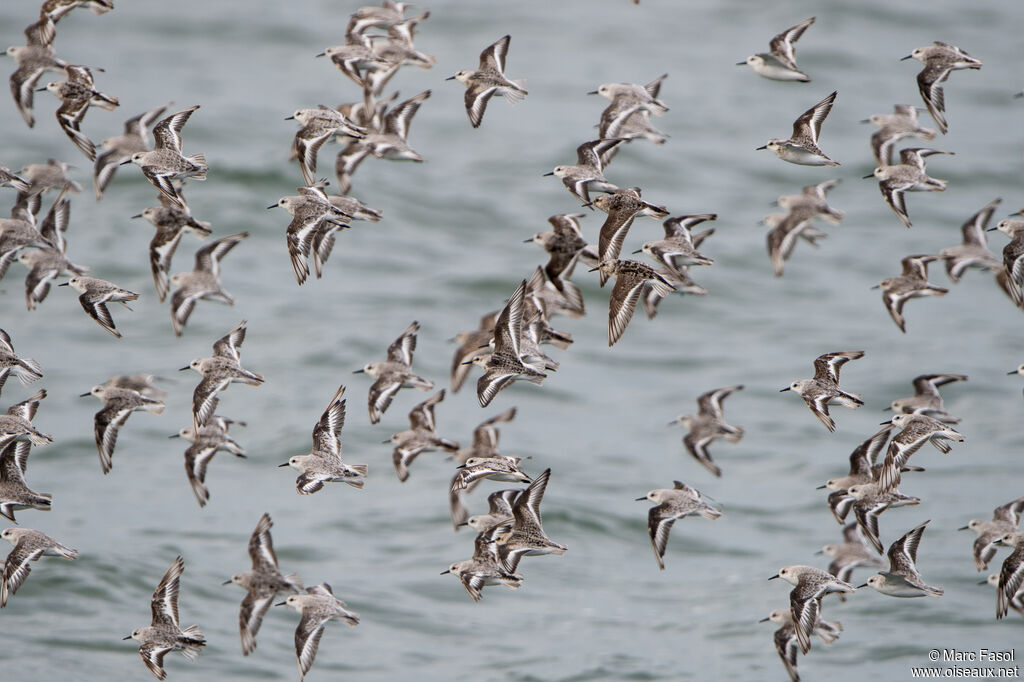 Sanderling, Flight