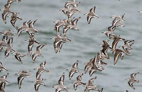 Bécasseau sanderling