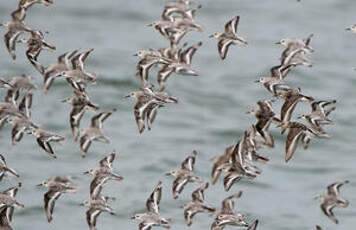 Bécasseau sanderling