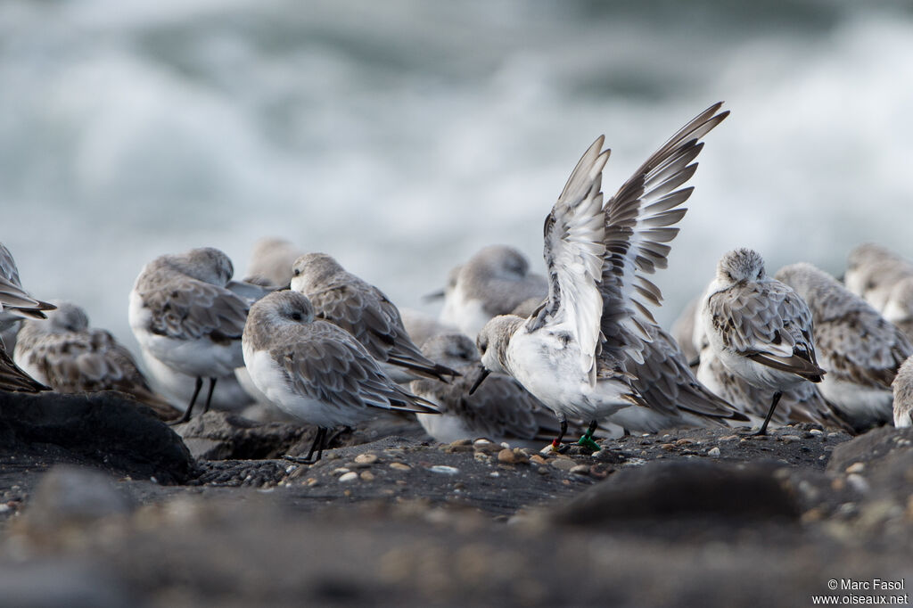 Sanderling