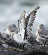 Bécasseau sanderling