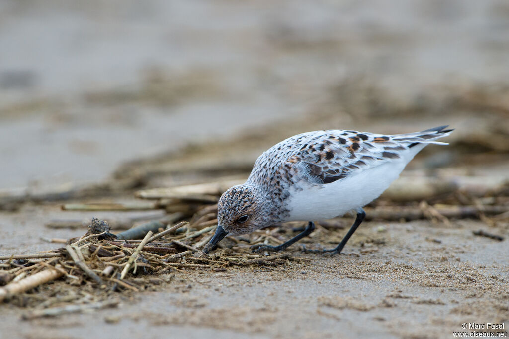 Sanderlingadult breeding, identification