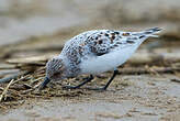 Bécasseau sanderling