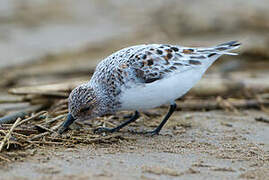 Bécasseau sanderling