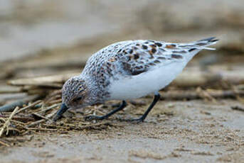 Bécasseau sanderling