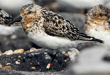 Bécasseau sanderling