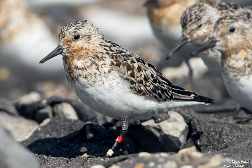 Sanderlingadult, identification, moulting