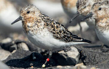 Bécasseau sanderling