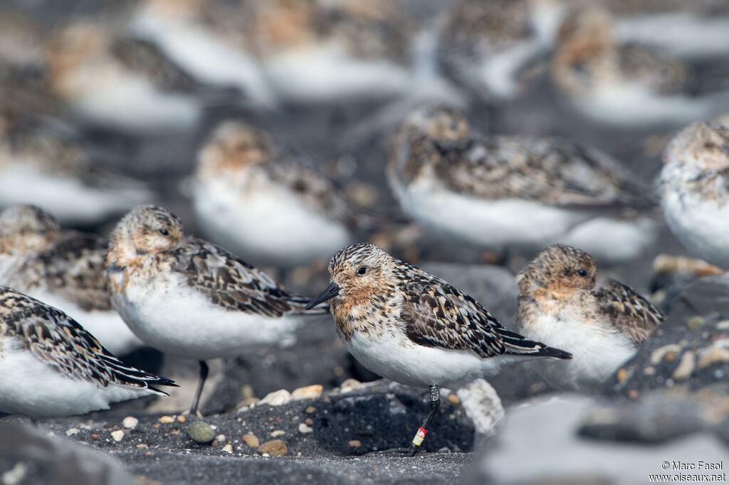 Bécasseau sanderling