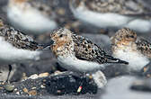 Bécasseau sanderling