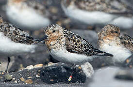 Sanderling