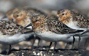 Bécasseau sanderling