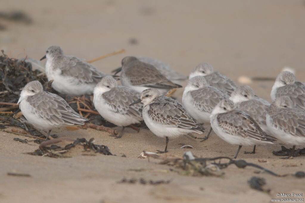 Bécasseau sanderling, identification